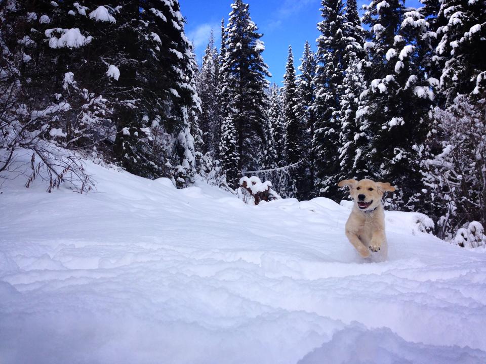 Wintertime mountain fun, it’s not just for skiing!